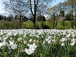 Springtime Castle Guided Tours. March/April 2025